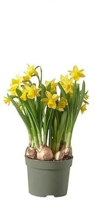 Bulbo de Narcissus Amarillo Planta Natural Bulbo Flores Amarillas