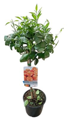 Citrus Sinensis en Maceta de 17cm Árbol Frutal de 1m con Naranjas Dulces y Aromáticas