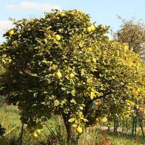 I semi Quince Tree (Cydonia Oblonga) 15 semi