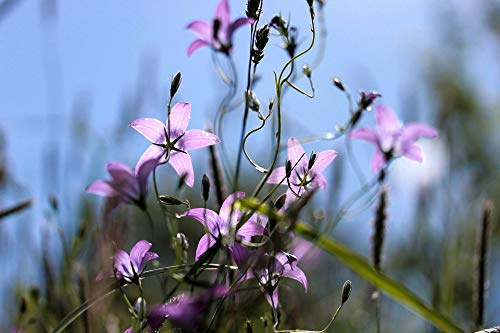 Nature Purple Flower Meadow Bellflower Plant-20 Inch by 30 Inch Laminated Poster with Bright Colors and Vivid Imagery-Fits Perfectly in Many Attractive Frames
