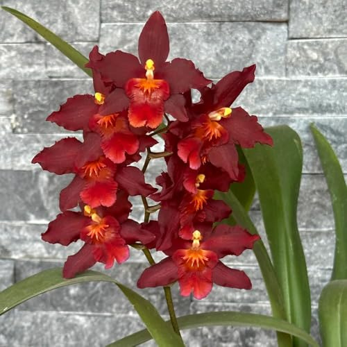 orchidea oncidium, Decorazioni giardino per esterni decorazione organica per balcone giardino di interno ufficio sempreverdi 650semi