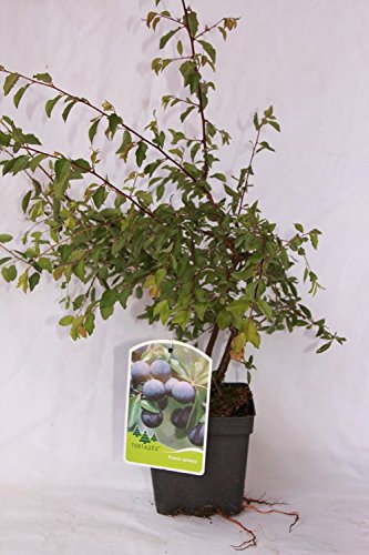 Endrino (maceta 2 litros) - Arbusto frutal vivo