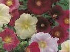 50 Seeds of Hollyhock Giant Single Mixed