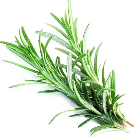 Semillas de Planta de Romero para Hacer Crecer en Casa Condimento Mediterráneo