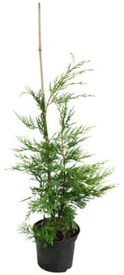 Ciprés Natural Árbol Ideal para Principiantes