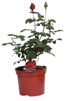 Rosal de Flor Grande Rojo Natural una Pincelada de Color para tu Patio