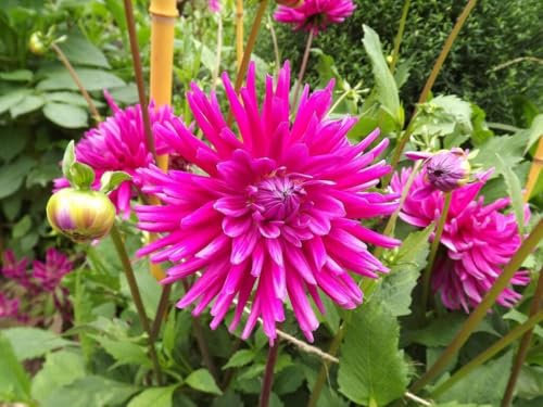 Dahlia 'Purple Gem' semi-Cactus Flowered - 2 tubers -