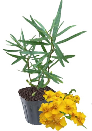 1 Tarragon Plant Live for Planting, Live Tarragon Herb Mint Plug 3 to 5 Inches Tall Home Garden