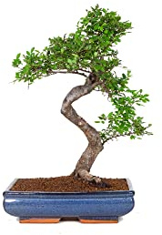 Bonsái Zelkova Parvifolia Natural Comunmente Conocido como Olmo de Agua