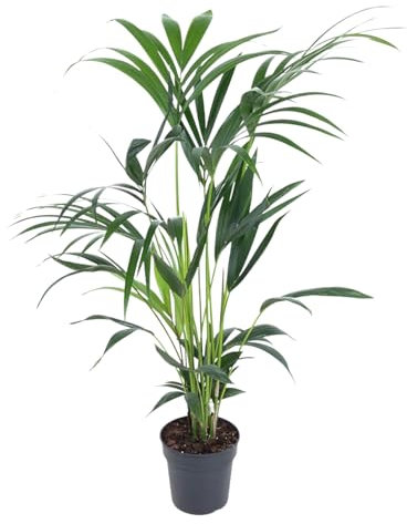 Trendyplants – Palma Kentia – Howea Forsteriana – Planta de interior – Tamaño de maceta Ø 19 cm – Altura 90 – 110 cm