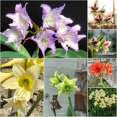 Bulbi di amarillide - resistenti per balconi, decorazioni da giardino all'aperto, bulbi di aconito, perenni invernali, 4 pezzi