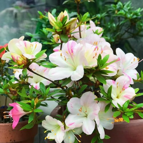semi di rododendro - azalea, biologiche d'appartamento 380pcs