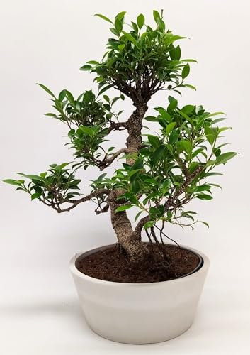Bonsai Baum mit Keramik Blumentopf - Ficus - ca. 15-18 Jahre (45-50 cm Höhe) Zimmerpflanze umweltfreundlich Geschenkpflanze (im Sahnetopf)
