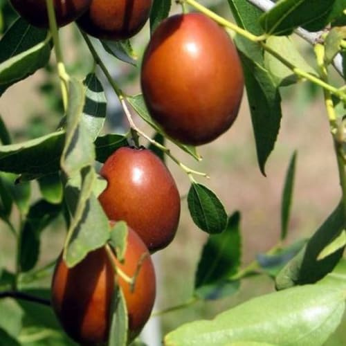 Planta Frutífera de Jujube Gigante en Maceta 20 Edad 2/3 Años (Foto Real)