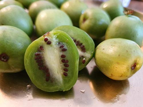 Selbstfruchtbare Minikiwi `Issai´, Actinidia arguta, 80-100cm im Topf