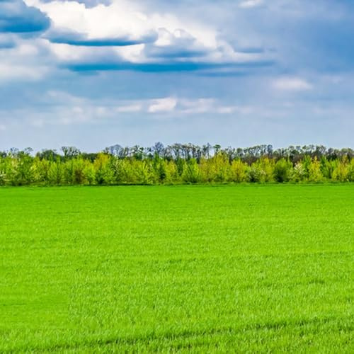 semi di prato, autunnali Semi di Zoysia, resistenti per il giardino semi di invernale 1000pcs