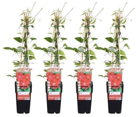 Waldrebe – Clematis 'Rouge Cardinal' – 4 Pflanzen – Ø15cm – ca. 65cm hoch – Winterharte großblütige Kletterpflanze mit dunkelroten Blüten für Garten, Pergola & Zaun