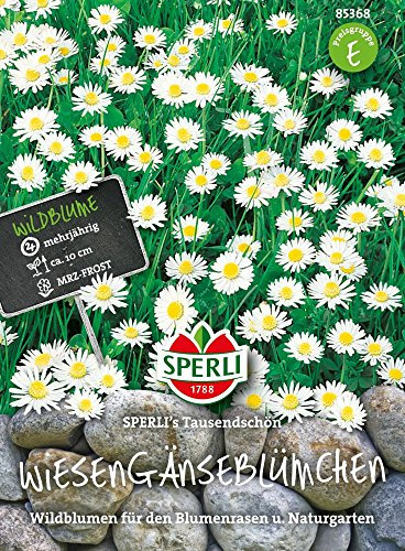 Sperli 85368 Wiesengänseblümchen (Gänseblümchensamen)