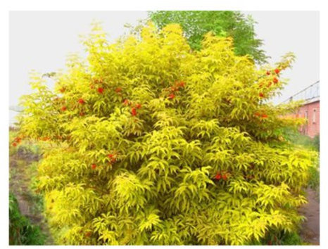 Rosso Sambuco Sambucus Racemosa Arbusto Ornamentale Albero 50 Semi