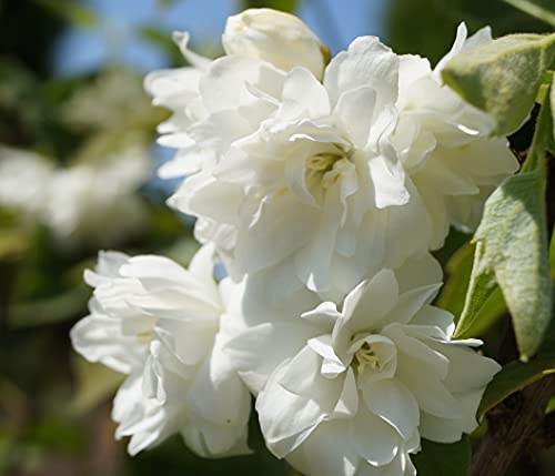 Bauern-Jasmin`Schneesturm´, Philadelphus coronarius, mehrtriebig, 60-80cm im 5L-Topf