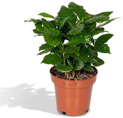 Coffea arabica - Kaffeepflanze - 25cm - ø12