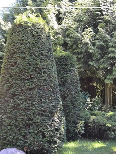 Gemeine Eibe Taxus baccata 120-140 cm im Topf. 25 Pflanzen. Immergrüne Eibenhecke