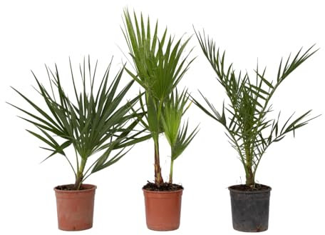 Plant in a Box - Gartenpalmen - 3er Set - Phoenix, Chamaerops, Washingtonia - Topf 15cm - Höhe 50-70cm