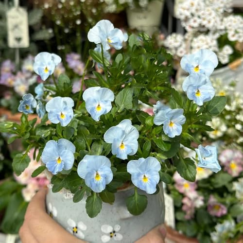 semillas de pensamiento resistentes - Decoración de balcón, jardín perennes 500pcs