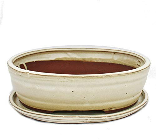 bonsaï Bol avec soucoupe gr. 4 – Ovale O7 – Beige clair – L 26 cm – L 21 cm – H 7,5 cm