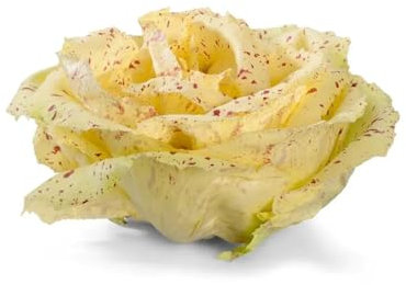 250 Wild Chicory Seeds Di Castelfranco - SemiSauvage Permaculture