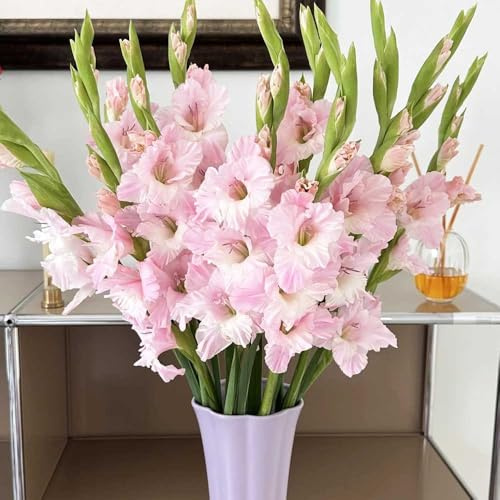 GladiolenZwiebelnWinterhartMehrjährig-stauden winterhart mehrjährig,SchöNe Topfpflanze gartenPflanzenwinterhart mehrjährig deko garten 9pcs