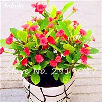 14: 50 PC Campanula Samen Seltene Blumen-Topfpflanze Mischfarben Angehende Rate 95% Perennial Bonsaipflanzen für Haus & Garten 14 : Seeds Only