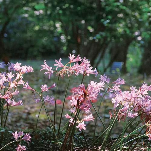 bulbi giglio ragno - Lycoris Radiata giardino balcone bonsai giardino balcone ufficio selvaggio decorazione primavera 4pcs
