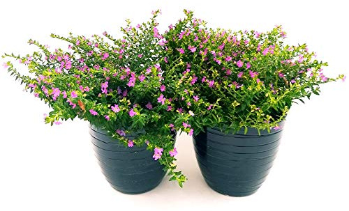 POWERS TO FLOWERS - CUPHEA VIOLA, 2 PIANTE V12CM, piante vere