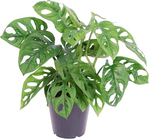 Monstera - Monkey Leaf - Live houseplant 10cm Pot (25cm Height)