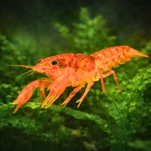 Cambarellus patzcuarensis Orange CPO– Lot de 5 écrevisses naines Oranges pour Nano ou Petit Aquarium – Espèce Calme – Élevage français NeoTropic