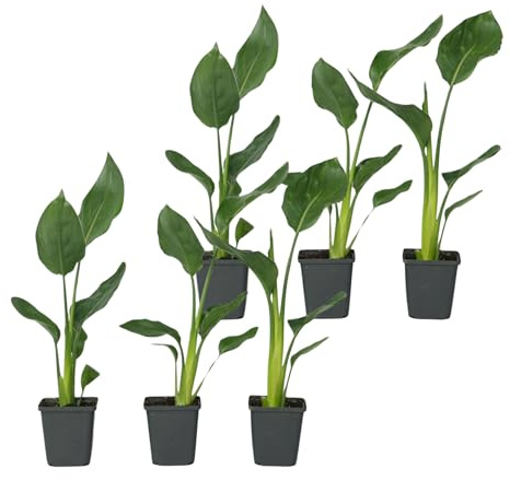 Plant in a Box - Strelitzia Reginea - Set de 6 - Plante oiseau du paradis - Plante verte interieur vivante exotiques d'interieur - Pot 9cm - Hauteur 25-40cm