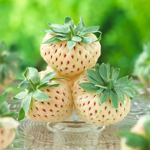 White Strawberry Pineberry Fragaria ‘Pineberry’ Tastes of Pineapple ! Strawberry Plants 3 x Potted Plants