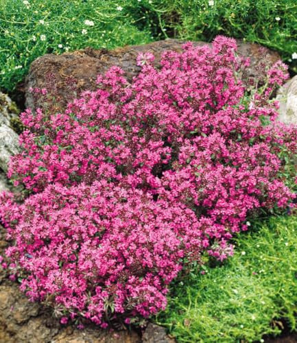 BALDUR Garten 9x Winterharter Bodendecker-Thymian, Pflanzen im 9x9 cm-Topf | Thymus, Sandthymian, ca. 4-5 Pflanzen auf 1 qm, winterhart, trockenresistent, mehrjährig, blühend