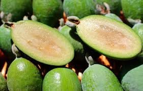 Árbol FEIJOA. Árbol de 2 años. En maceta 140 cm altura + ABONO