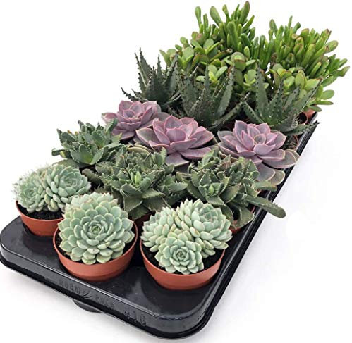 PCMOVILES 5 CACTUS NATURALES DIFERENTES EN MACETA DE 8,5CM