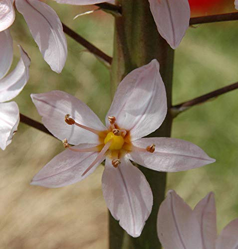Rosa Steppenlilie - Eremurus robustus - lebende Gartenpflanze aus den Baumschulen