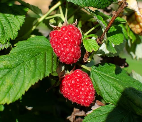Dehner Bio Himbeere Tulameen, Selbstbefruchter-Sorte mit roten Früchten, 30-50 cm exkl. Pflanztopf, Beerenstrauch