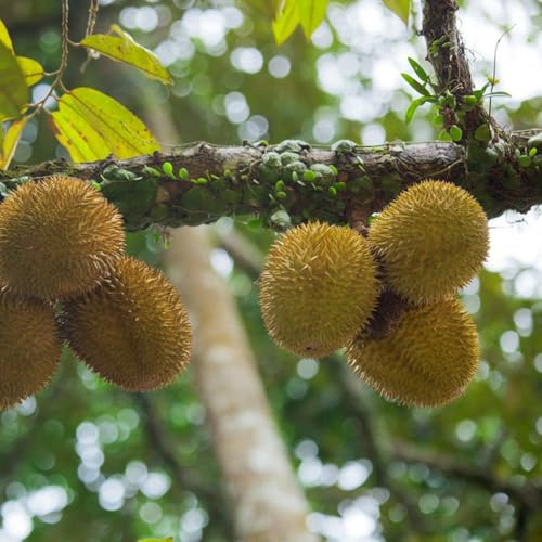 Semi di durian - per gli amanti del giardino vecchie varietà da frutto colonnari semi di da frutto nani, resistenti esotico per luoghi soleggiati comprare 5pcs