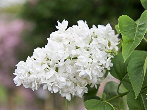 Edelflieder - Weiße, prachtvolle Blüte - 'Madame Lemoine' - Syringa vulgaris - Containerware 60-80 cm - Garten von Ehren®