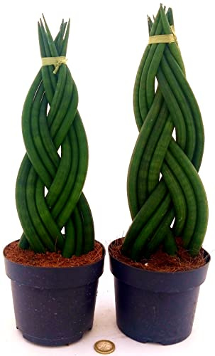 POWERS TO FLOWERS - SANSEVERIA CYLINDRICA, 2 PIANTE, Lingua di suocera, Vaso 13cm, altezza 35cm, Pianta vera