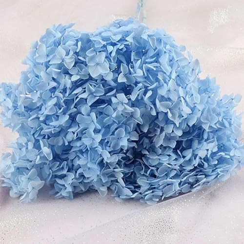 GVEKJ Hortensia Anna Natural preservada de 20-25 cm con Tallo, Ramo de Flores eternas para decoración de Bodas y hogar, Color Azul Cielo.