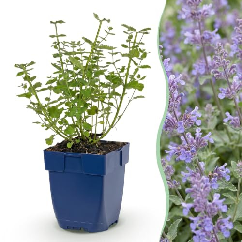Green boutiQ - Stauden - Nepeta faassenii Walker's Low - Katzenminze - Bienen- und Schmetterlingsanziehung - Blau - 1 Pflanze - Topf 11cm - Höhe 15-25cm