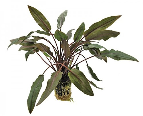 Brauner Wasserkelch/Cryptocoryne wendtii Brown - 1 Bund