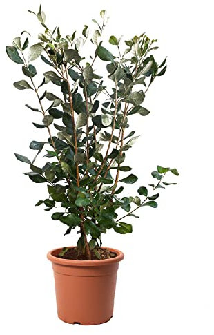 KENTIS - Feijoa Acca Sellowiana – Immergrüne Ananas-Guave – Winterharte Pflanzen für Garten – Hoch 40-50 cm Topf Ø 18 cm